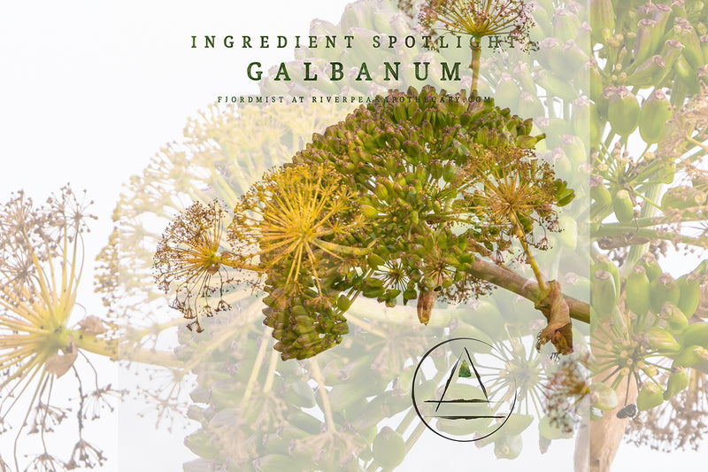 Ingredient Spotlight: Galbanum